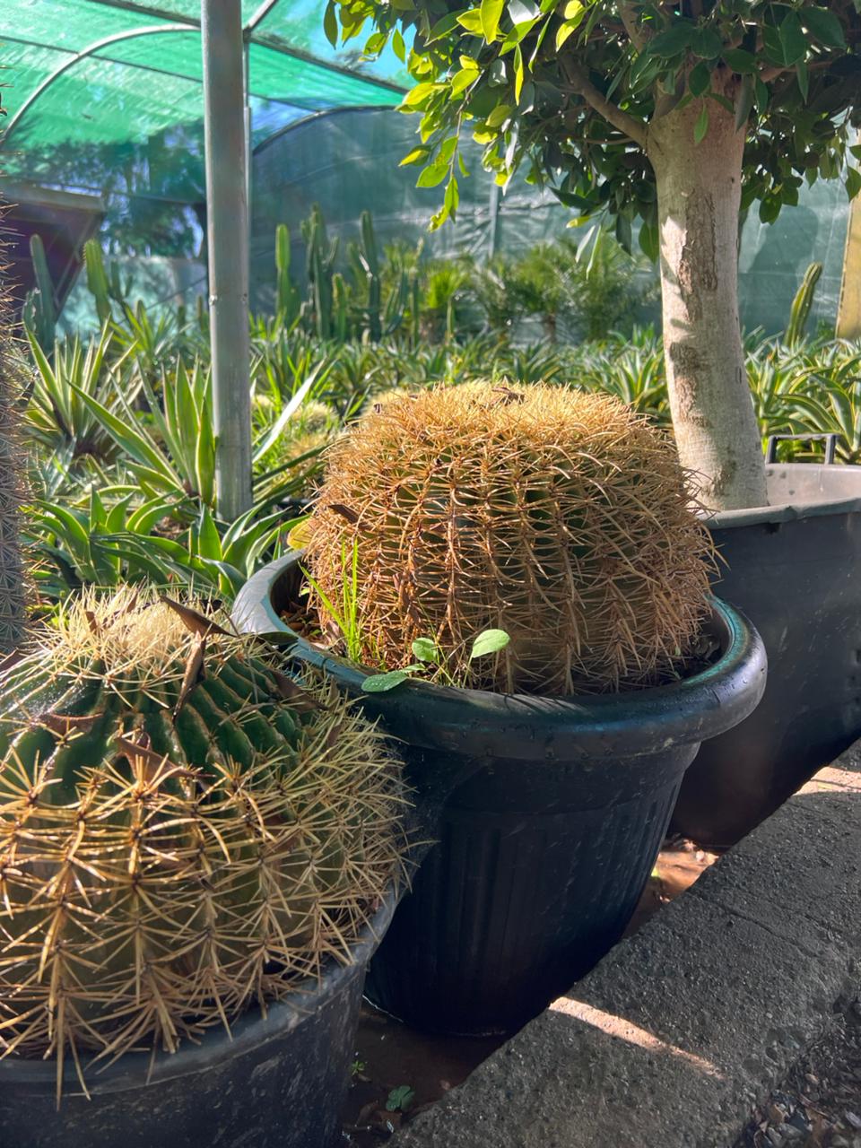 echinocactus grusonii